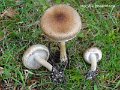 Inocybe phaeodisca-amf998